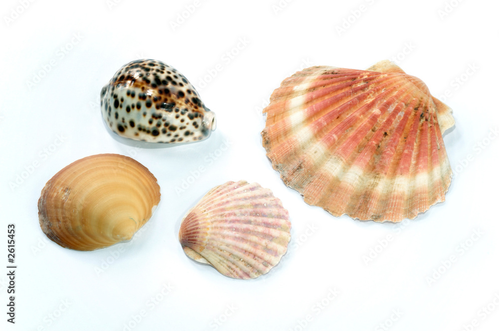 various seashells