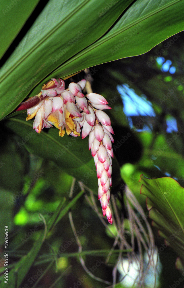 fleur fleur