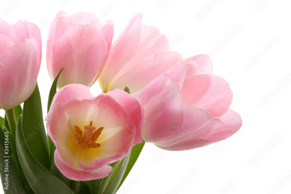 spring spring