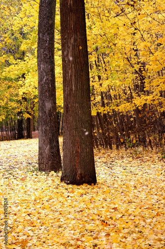 yellow autumn