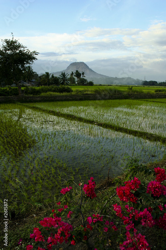фотографія pampanga