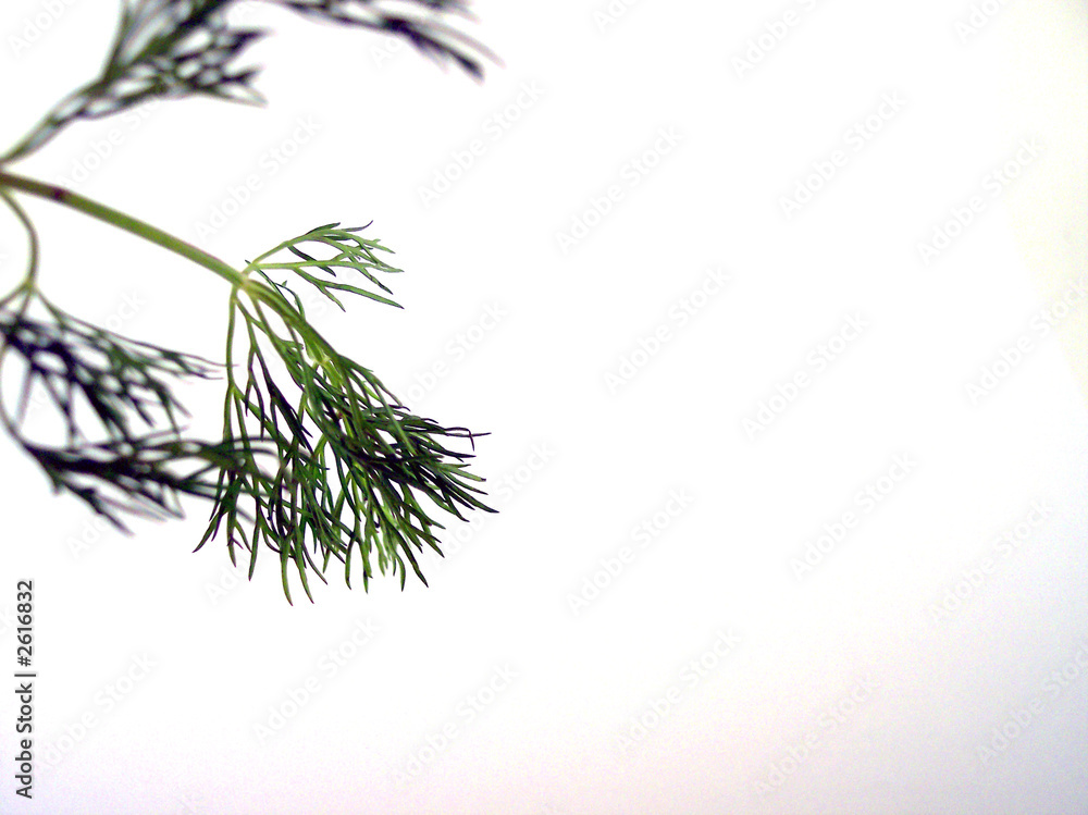 piece of dill piece of dill