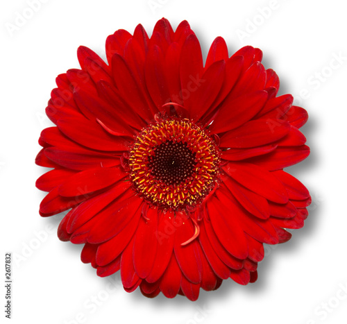 Fototapeta red flower