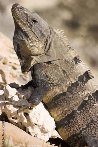 iguana © Martin Garnham