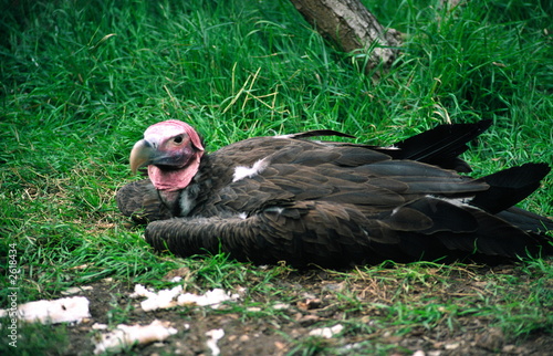 lappet faced vulture
