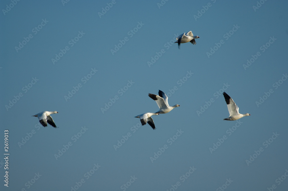 snow geese