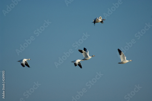snow geese
