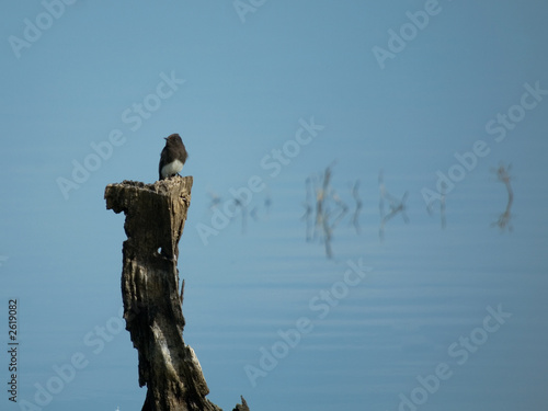 black phoebe (sayornis nigricans)
