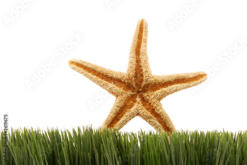 starfish on green grass