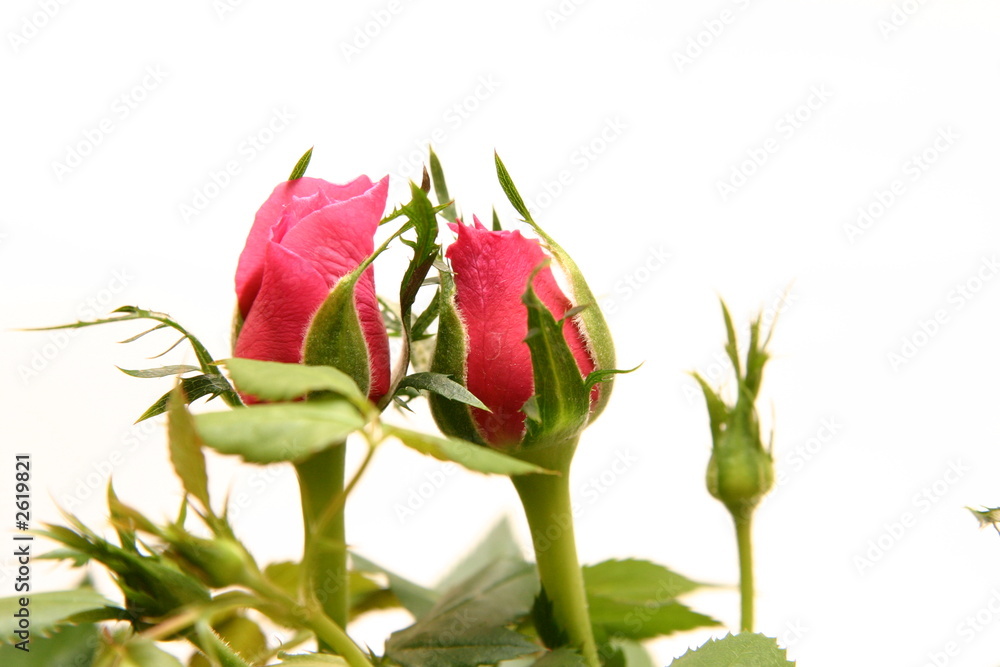 red roses red roses
