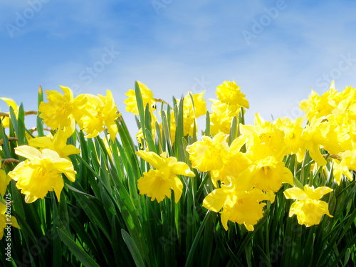 spring daffodils against blue sky