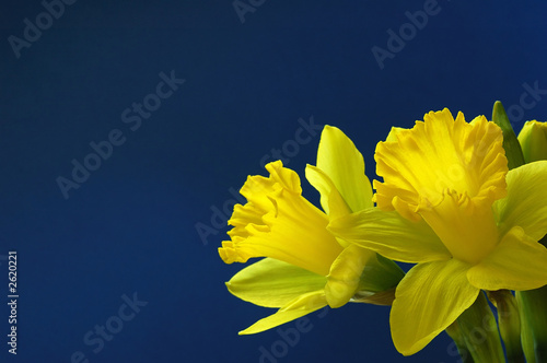 daffodil on blue