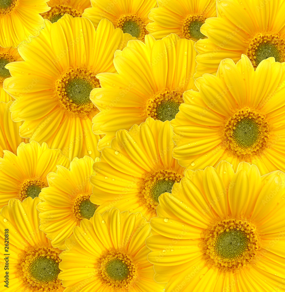 Fototapeta premium gerbera