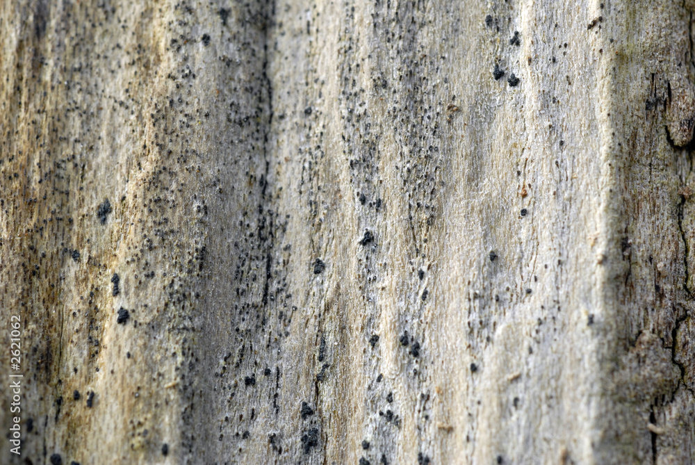 wooden organic background texture #10 wooden organic background texture #10