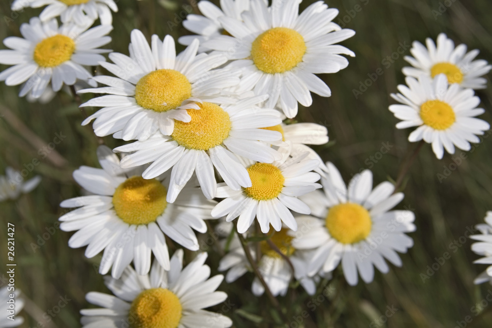 don't eat the daisies don't eat the daisies