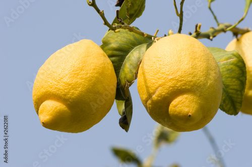 lemons photo