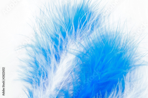 white and blue feather background