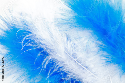 white and blue feather background