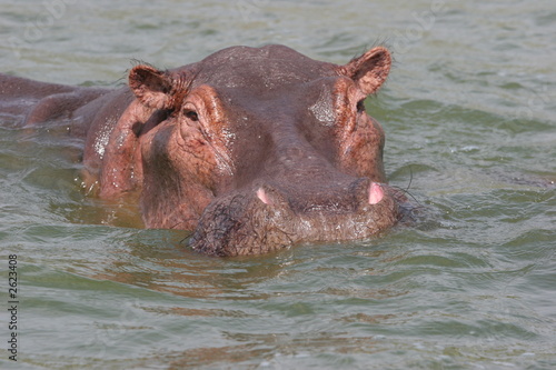 hippopotame de face