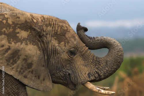 Photography trumpeting