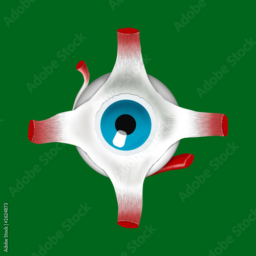 occhio_fronte