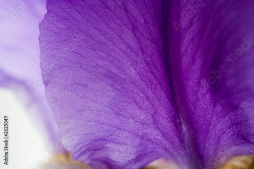 petal of iris