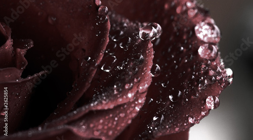 dark rose