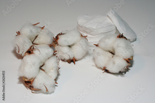 Quadro su tela coton blanc