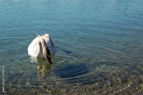 a swan in a lake