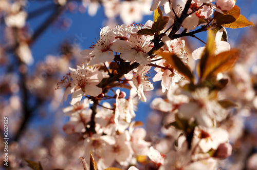 spring concept flower