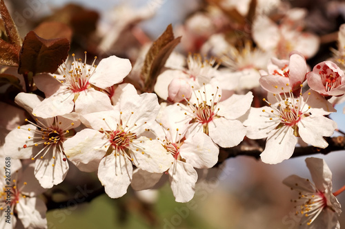 spring concept flower