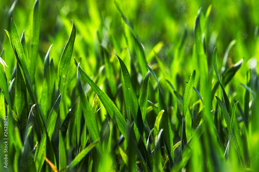 Obraz premium fresh grain