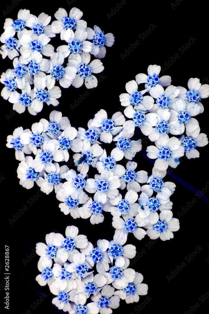 die blaue fliege die blaue fliege