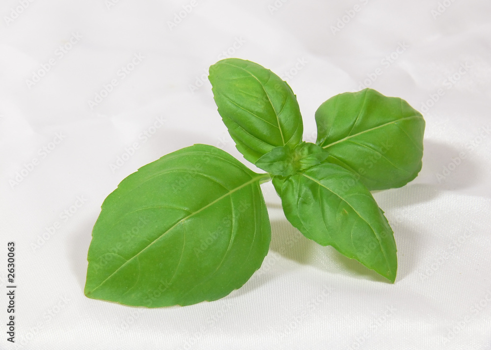 Fototapeta basil herb 06