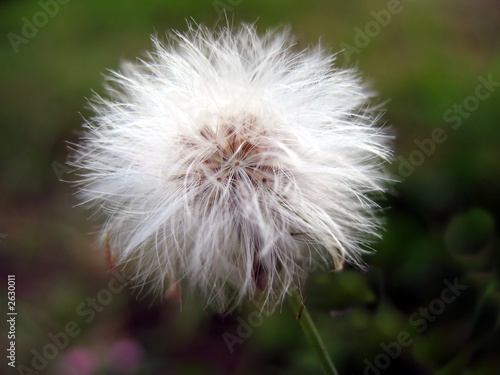 tiny dandelion closeup