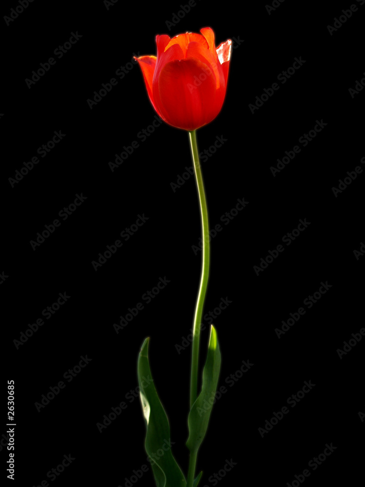 tulip tulip