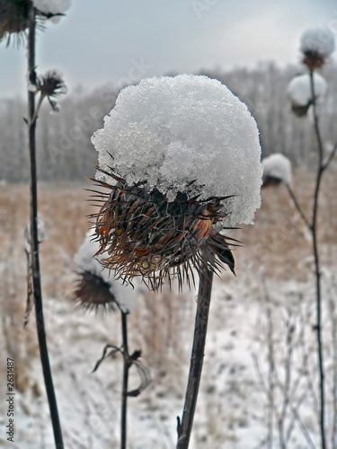 agrimony with cap of snow photo