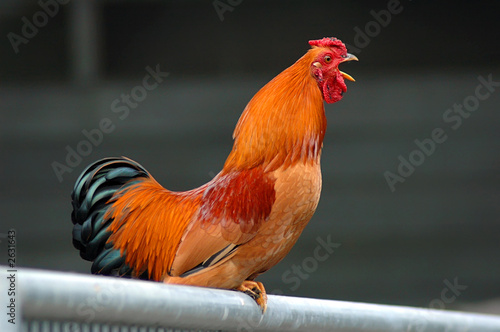 Slika na platnu crowing cock