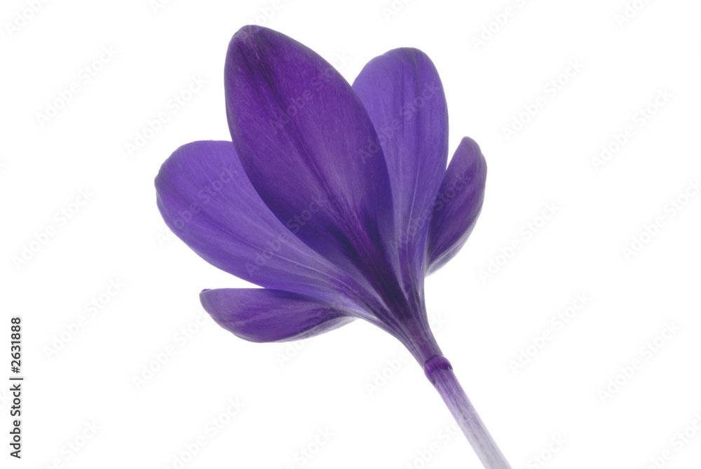 flower flower