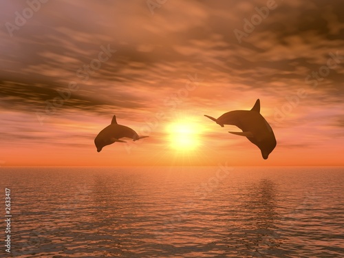 two dolphin