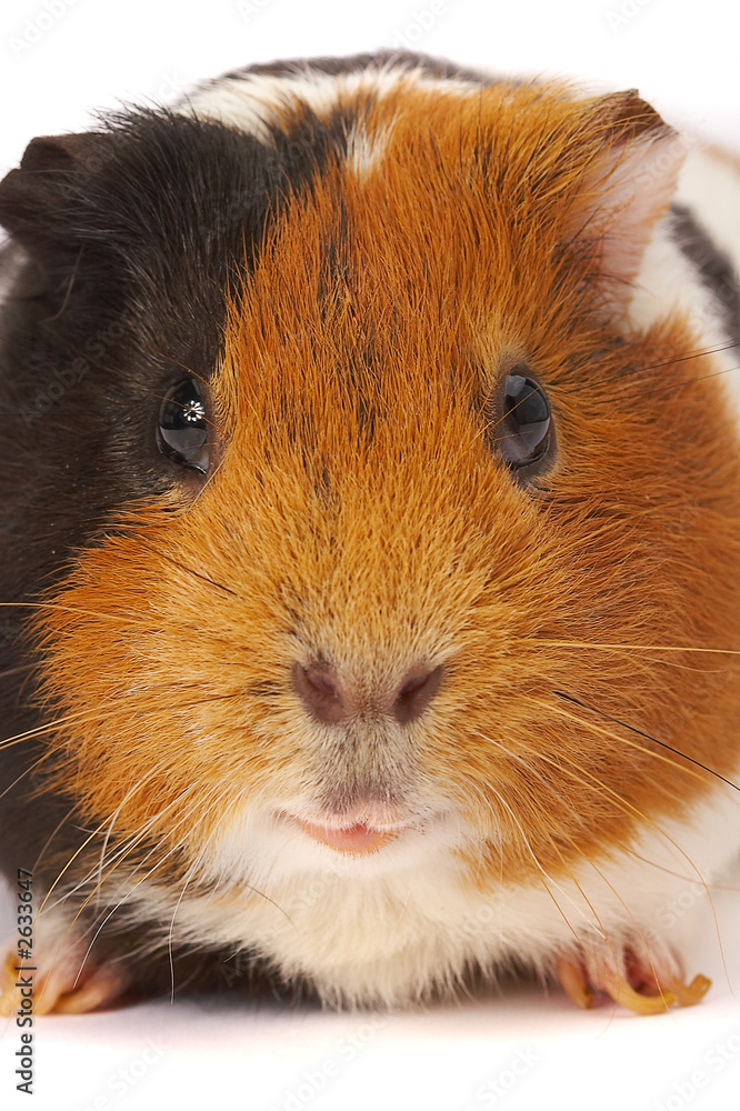 Fototapeta premium portrait of a guinea-pig. macro a photo.