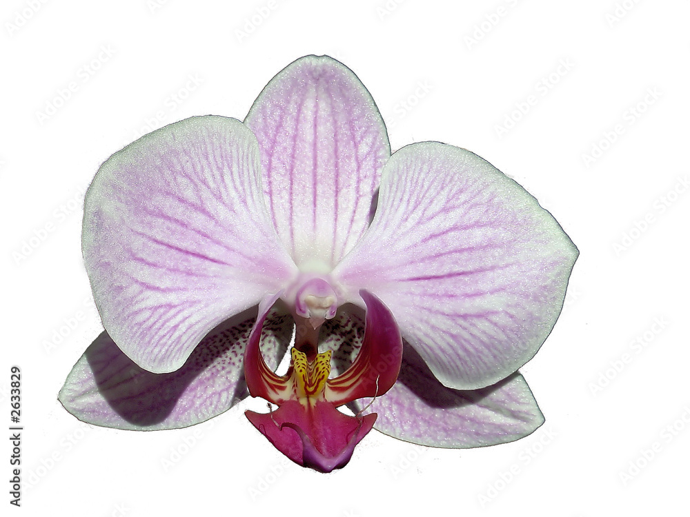 orchid - obrazy, fototapety, plakaty 