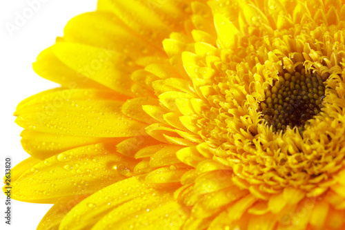 yellow flower on a white background