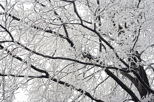 winter branches
