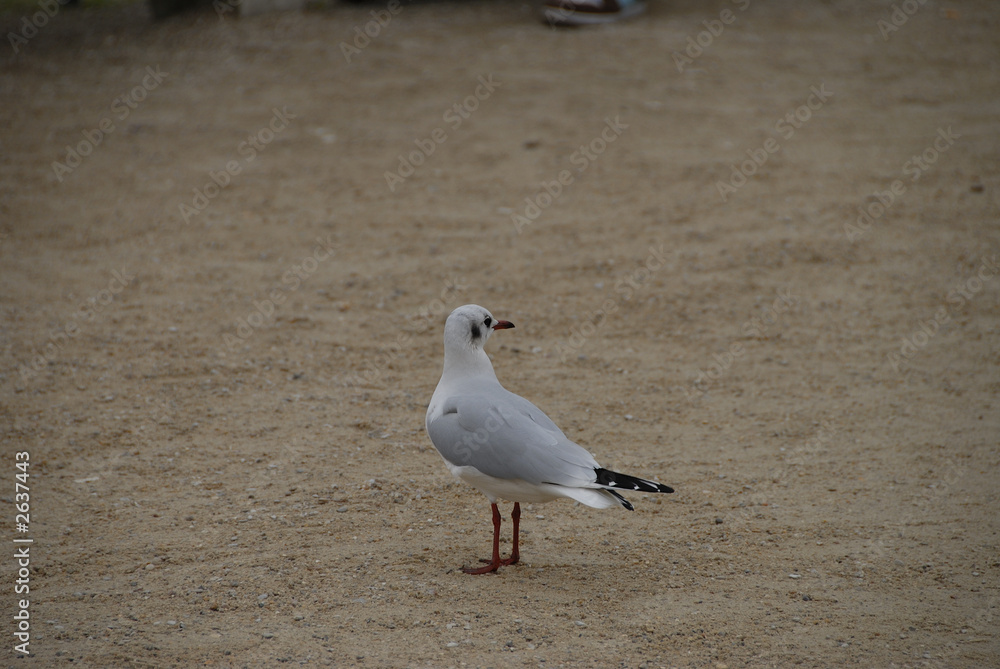 Fototapeta premium bird