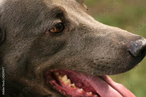 happy dog close
