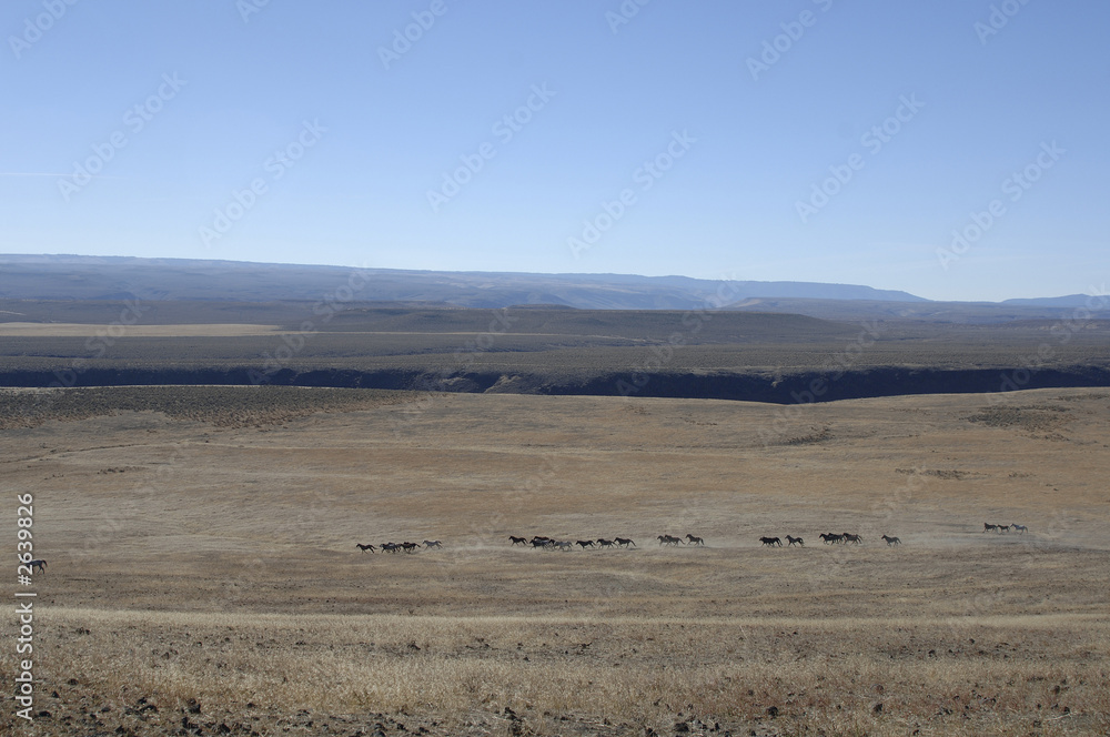 wild horses and wide open spaces wild horses and wide open spaces