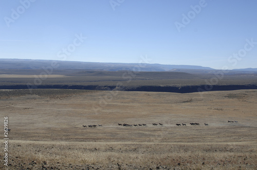 wild horses and wide open spaces