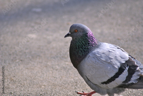 profile of a pigeon
