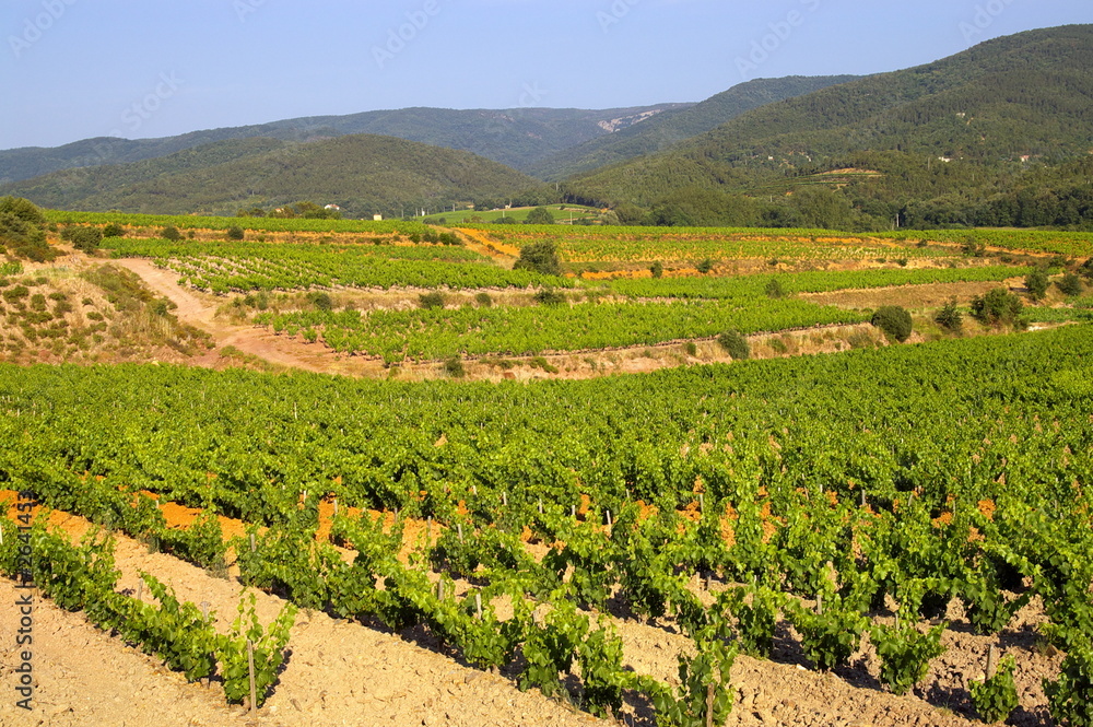 rangées de vignes en provence